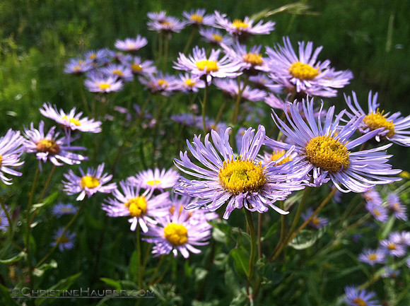 Purple Wildflowers