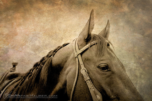 Rodeo Horse