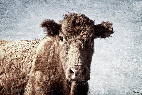 Cow