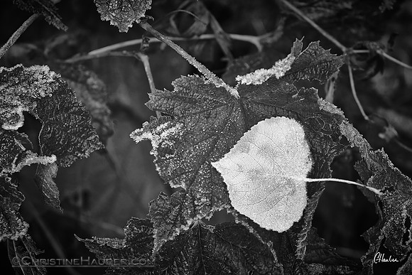 Lone Aspen Leaf by Christine Hauber
