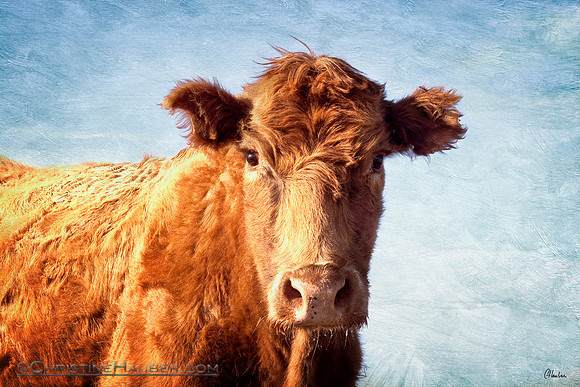 Cow