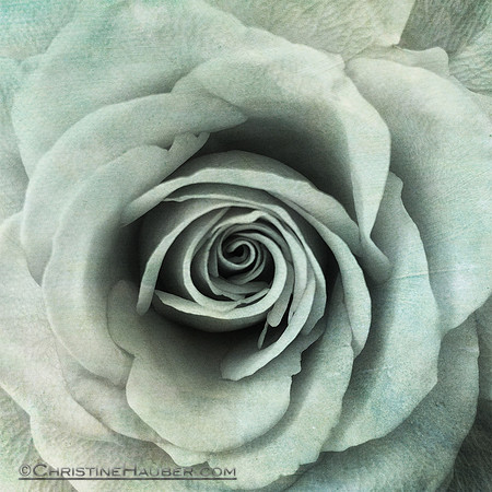 Green Rose IMG_0752.2