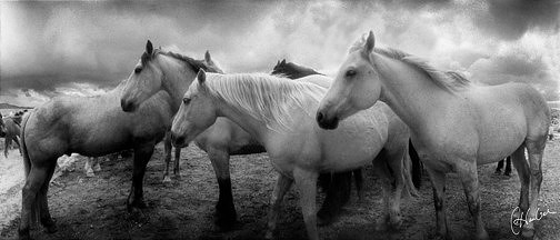 threehorsesfacingeast